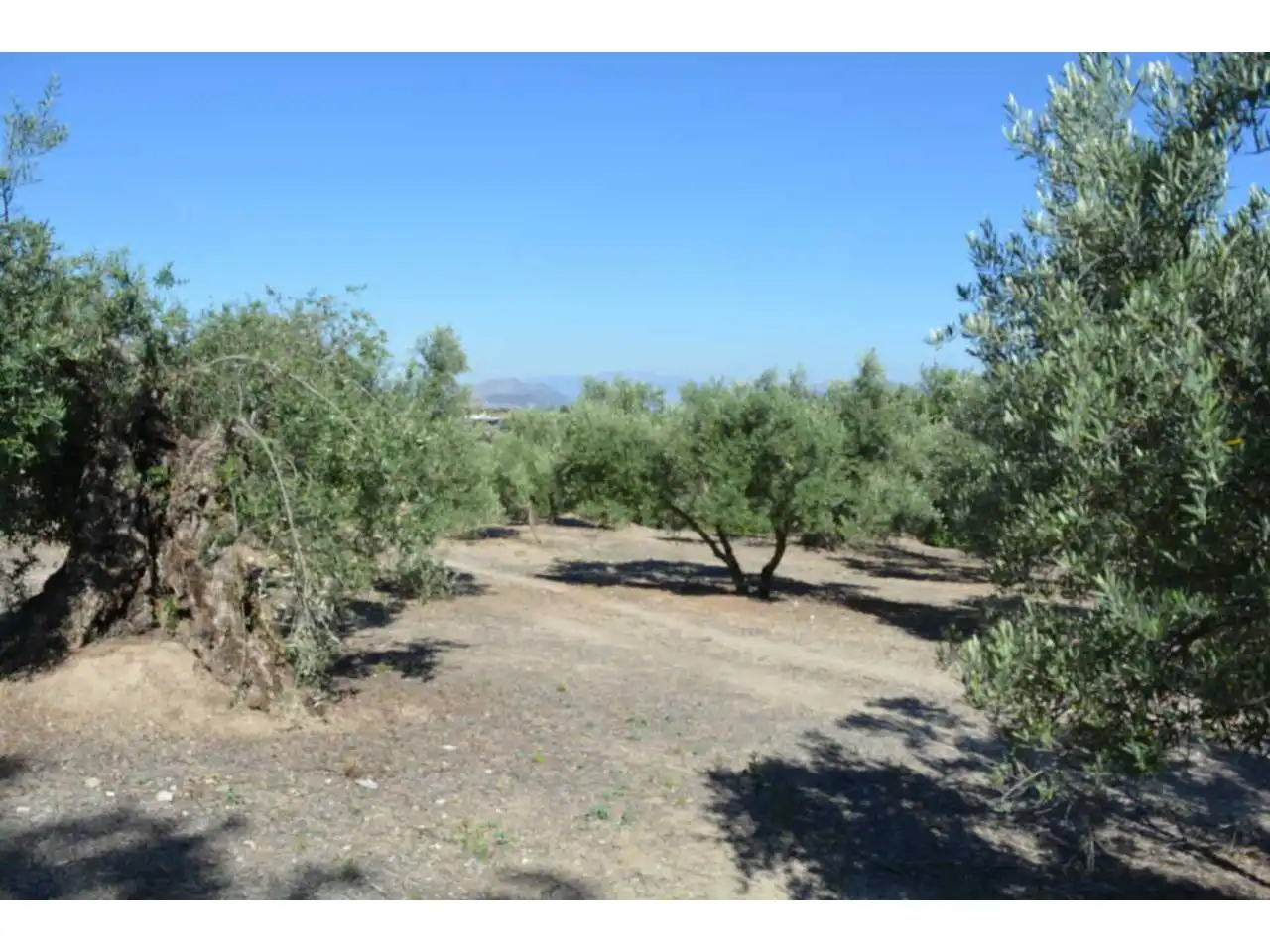 Lands and plots for sale in Plaza Iglesia 1