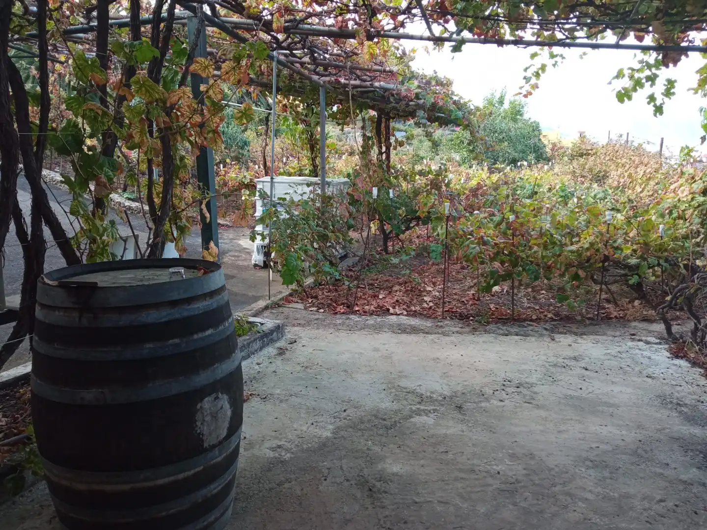 Terreno rustico in vendita a Las Cuevas - Los Gómez, imagen 31