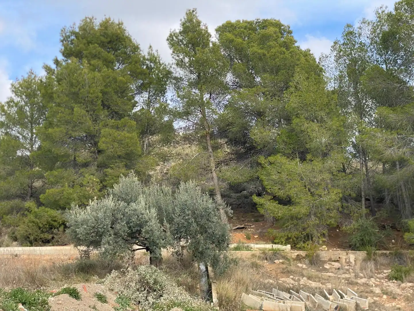 Terreni e lotti in vendita a Cehegín, imagen 66