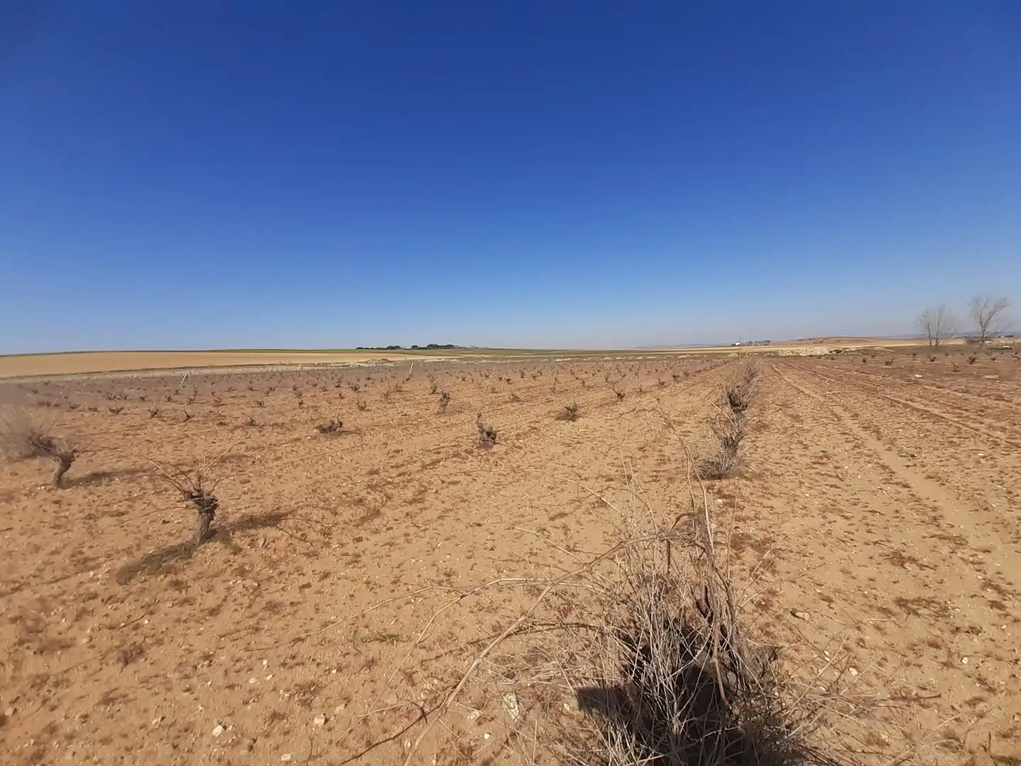 Terreno en venta en Moraleja del Vino
