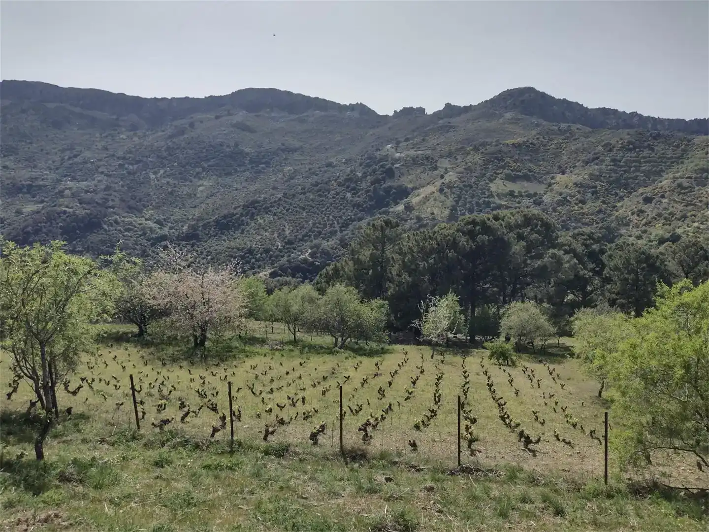 Exterior view of Land for sale in Benadalid