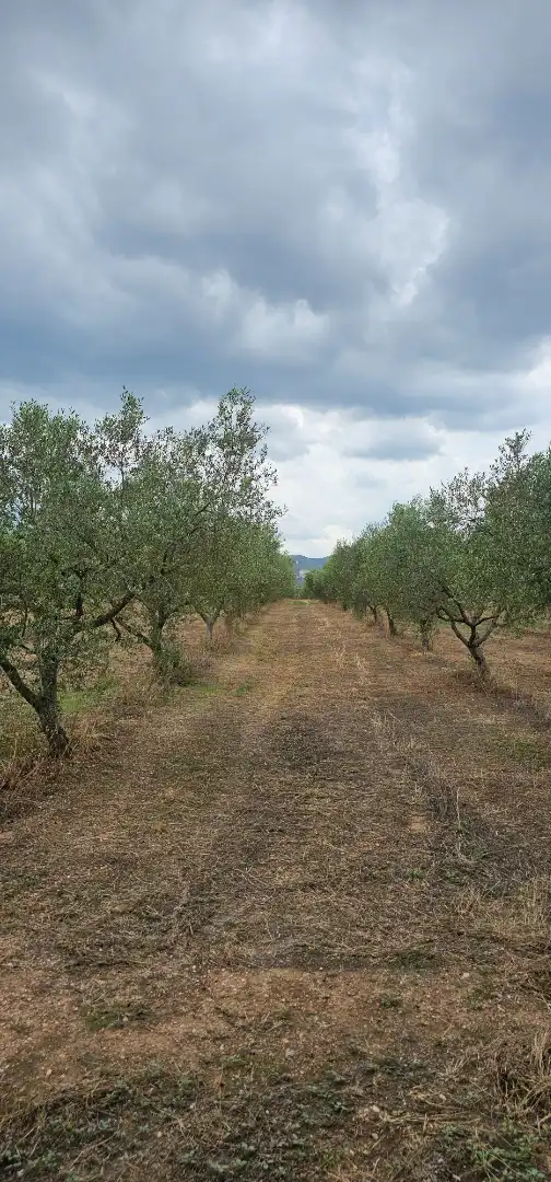 Land for sale in Móra d'Ebre