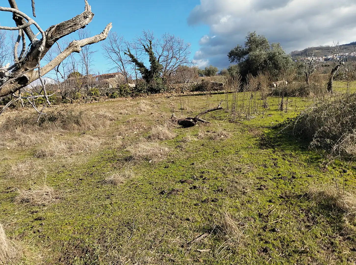 Terreno en venta en Casas del Castañar