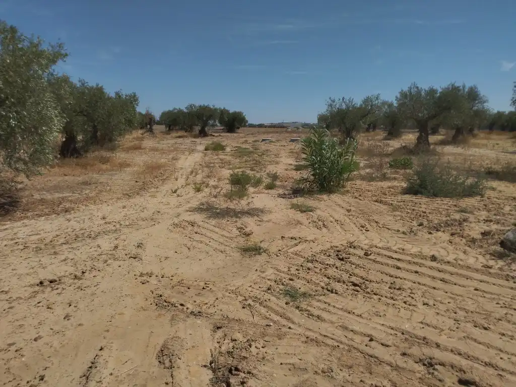 Terrain rustique à vendre à Don Benito, imagen 2