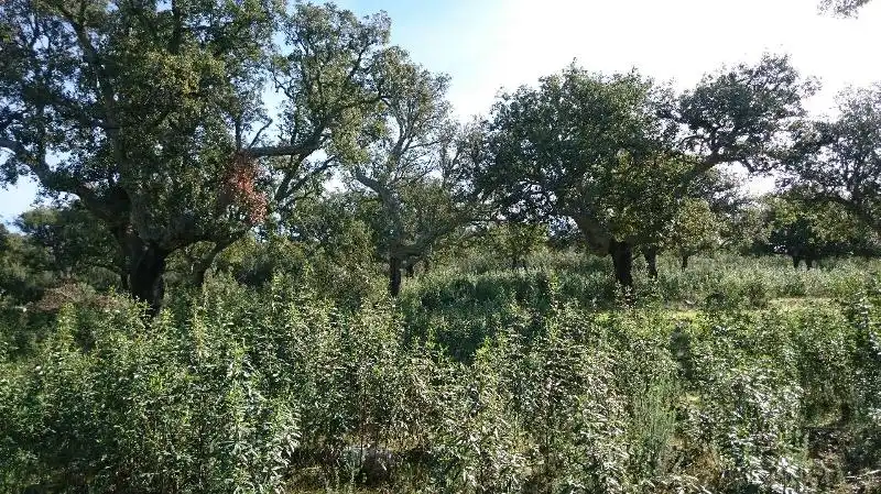 Land for sale in Salorino