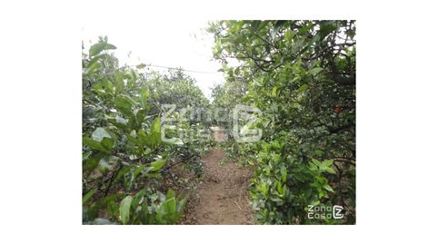 Finca Rustica  Venta Polinyà de Xúquer, imatge 4
