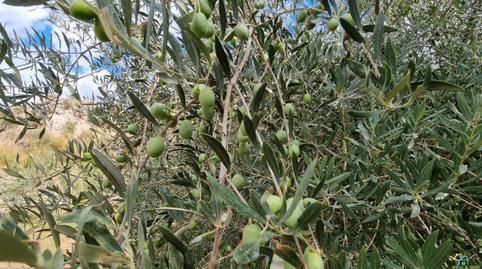 Foto 4 de Terreno en venta en Canjáyar, Almería