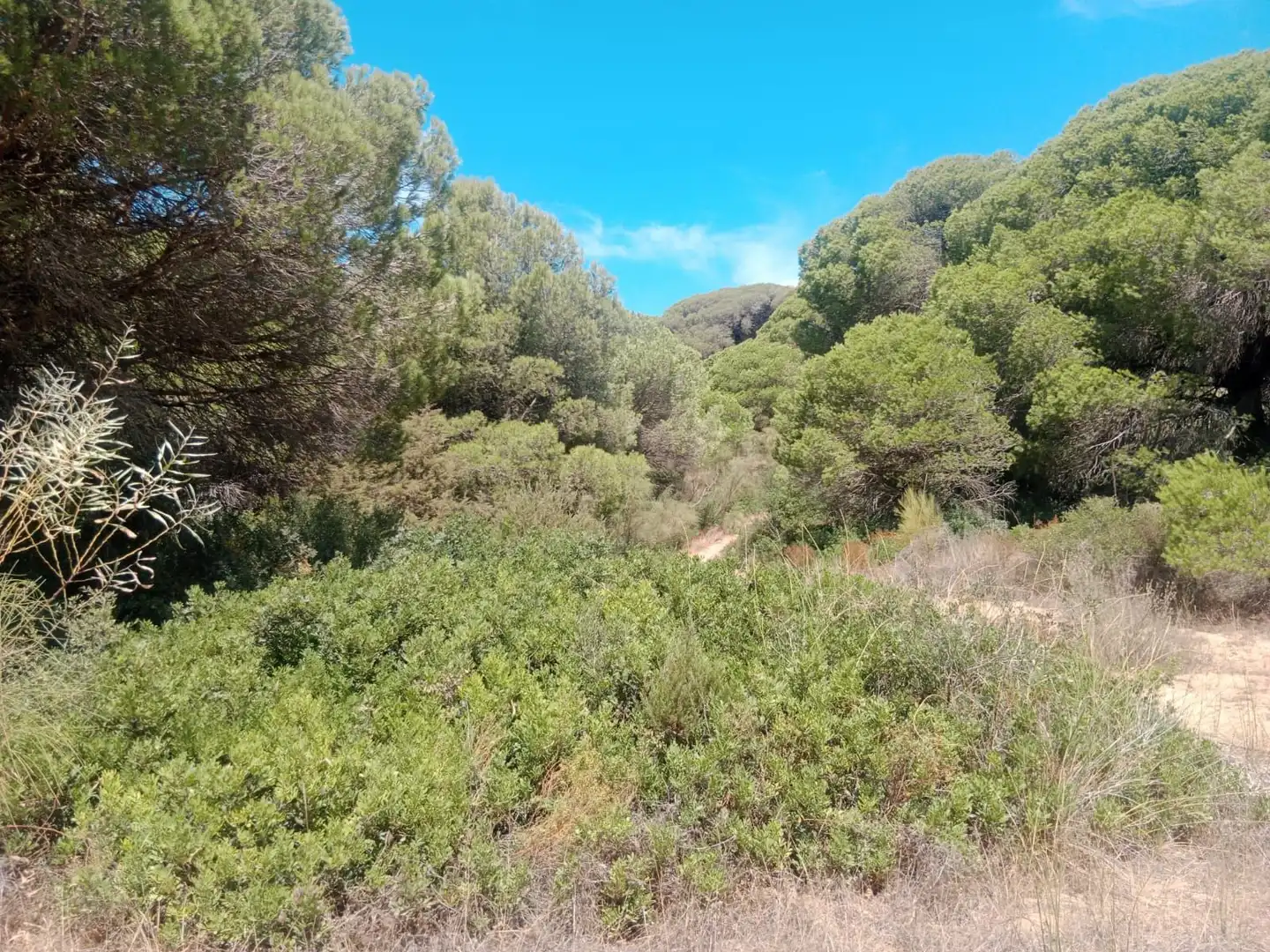 Rustikales Grundstück zum Verkauf in Las Lagunas - Campano, imagen 2