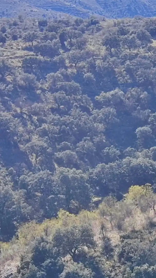 Land for sale in Alcudia de Monteagud