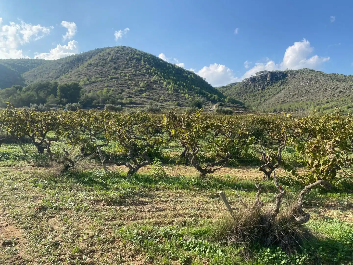 Casa rústica en venta en Albinyana, imagen 15