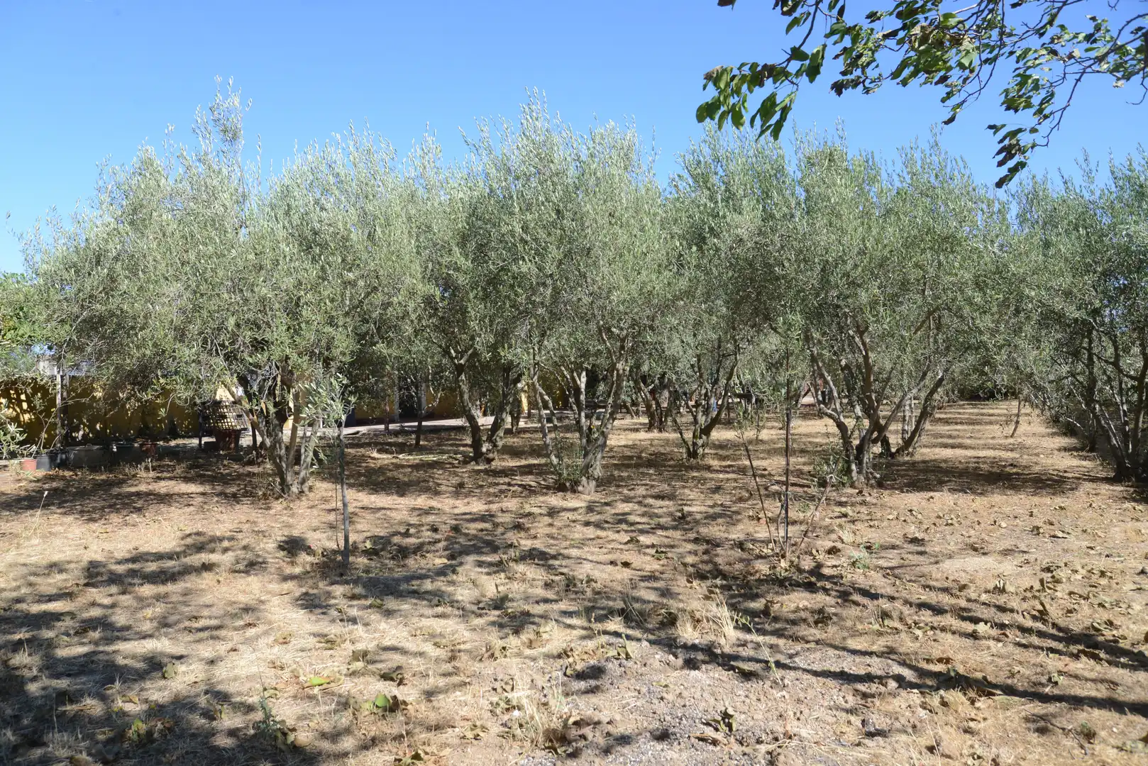 Finca rústica en venta en Fuente El Saz de Jarama