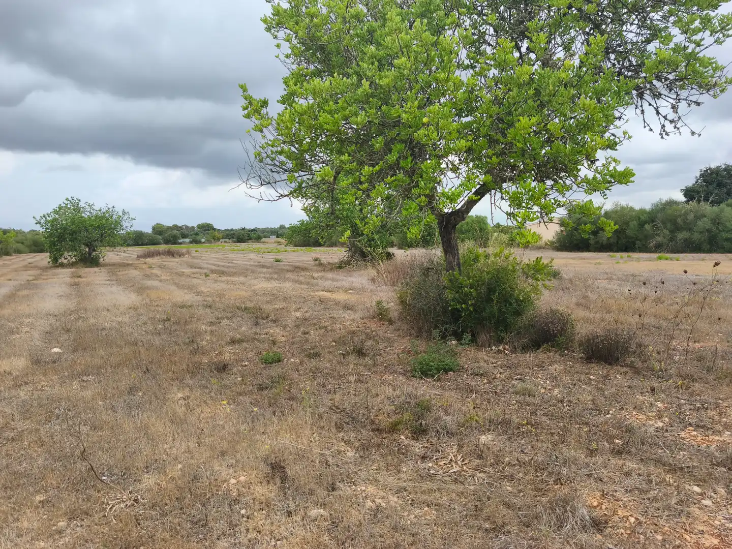 Terrain résidentiel à vendre à Algaida, imagen 4