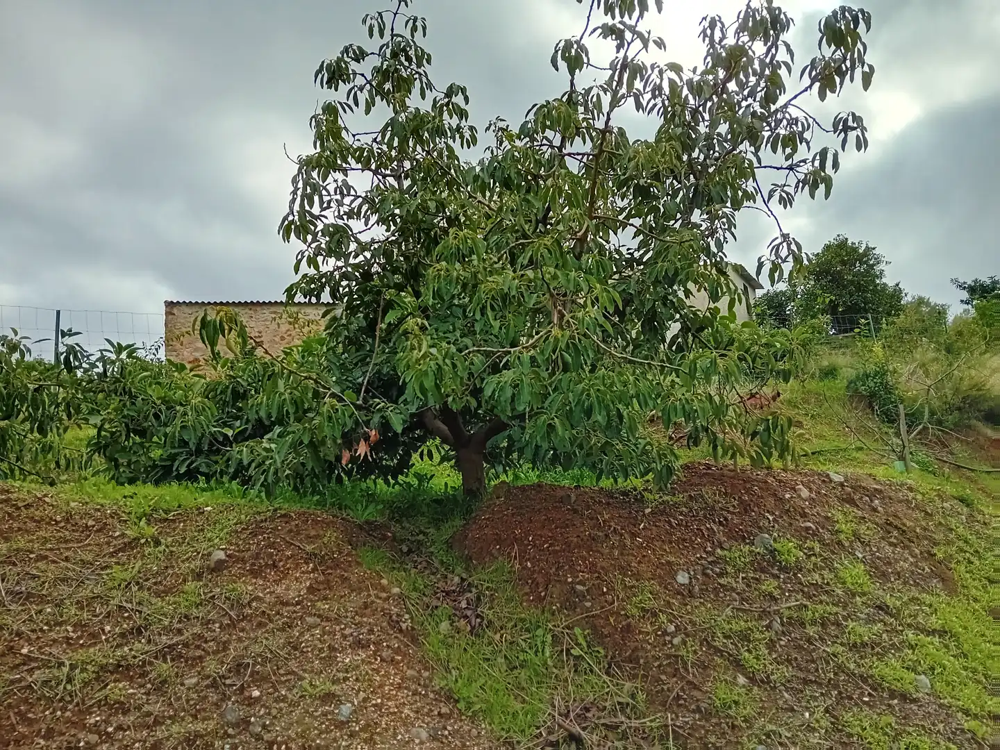 Casa rústica amb jardí en venda a Yunquera, imagen 11