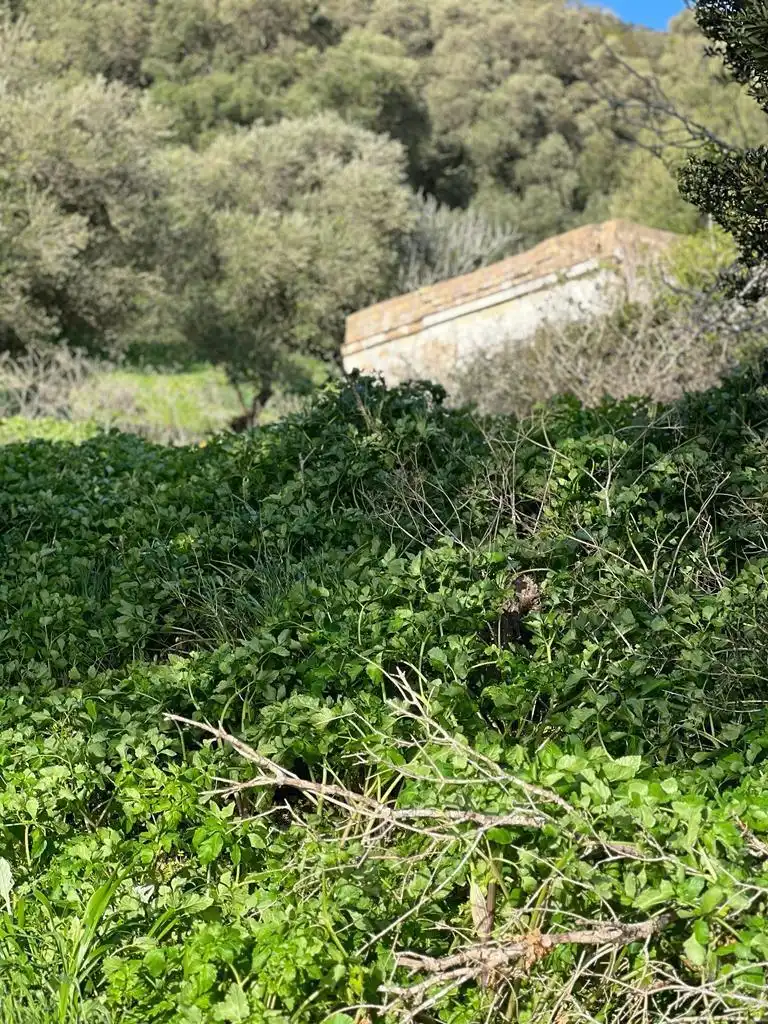Casa rústica en venda a Vejer, imagen 8