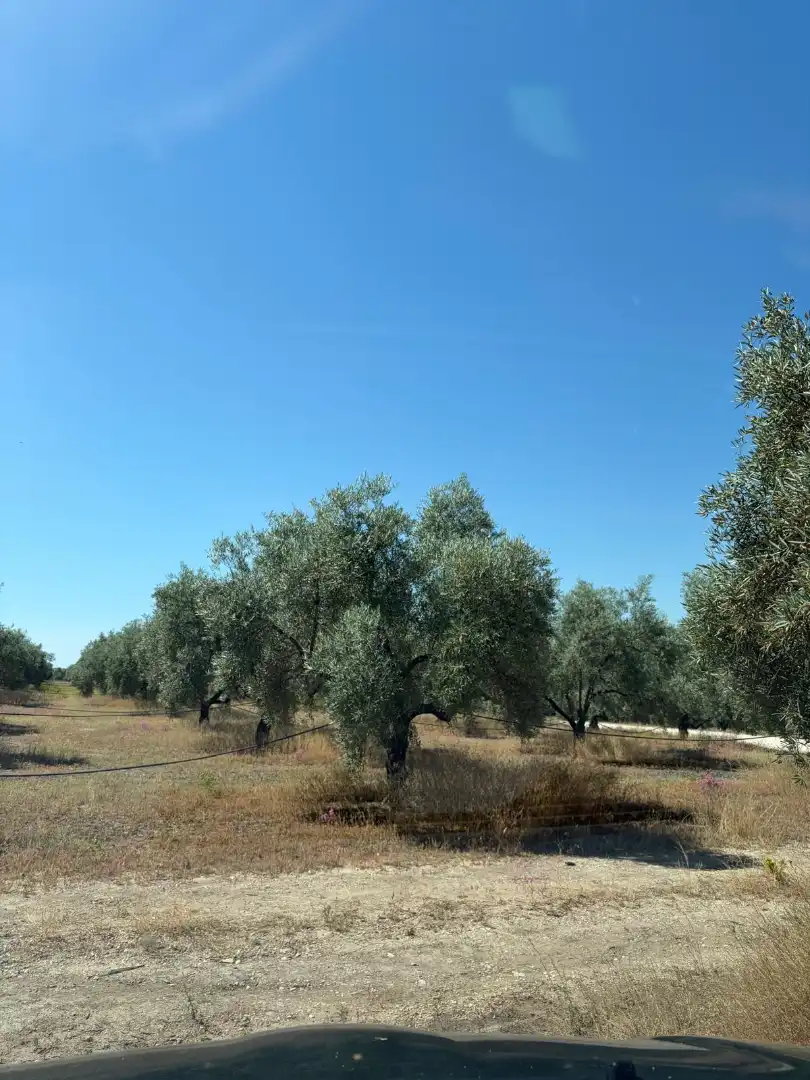 Terreny rústic en venda a Aguilar de la Frontera, imagen 2
