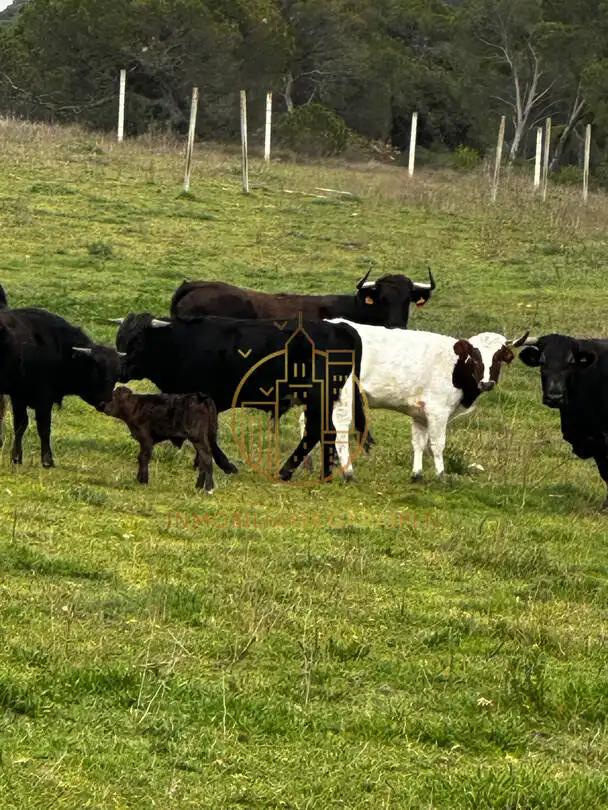Rural land for sale in Murillo El Cuende, imagen 36