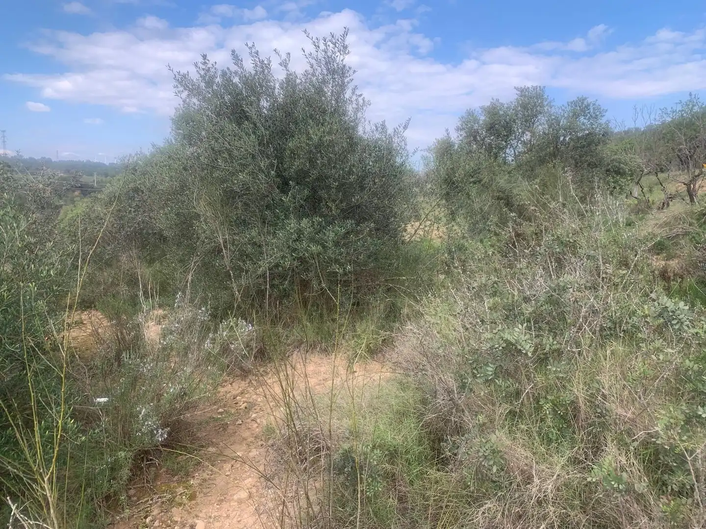 Terreno rustico in vendita a Garcia, imagen 2