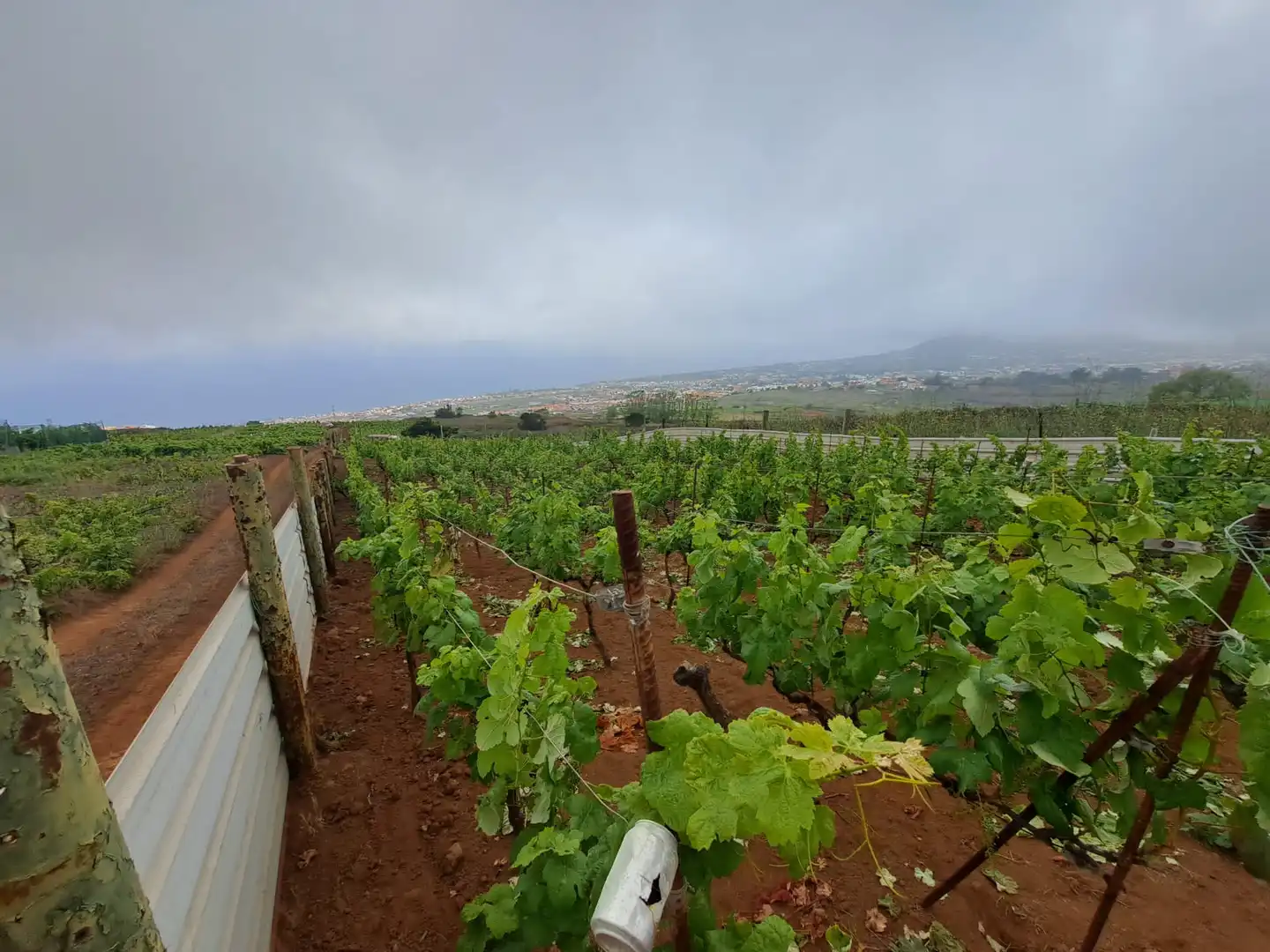 Rural land for sale in El Sauzal, imagen 9