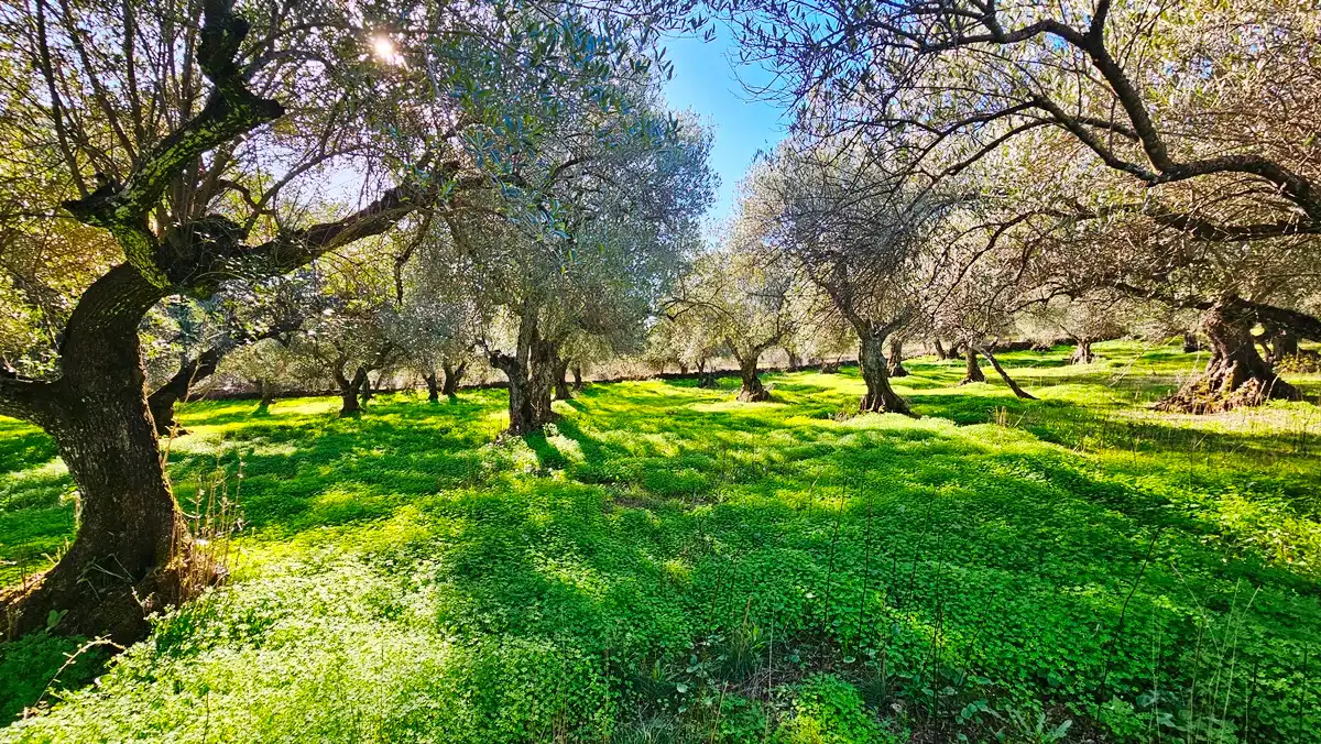 Terreno en venta en Higuera de la Sierra