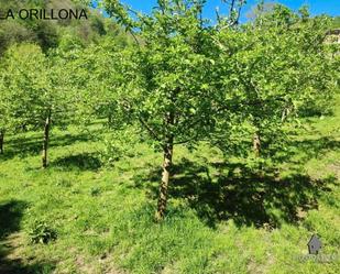 Finca rústica en venda en San Martín del Rey Aurelio