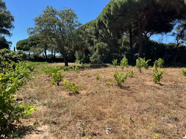 Finca rústica en venta en Vejer de la Frontera