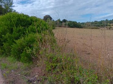 Terreno rustico in vendita a Cami de Son Reixach