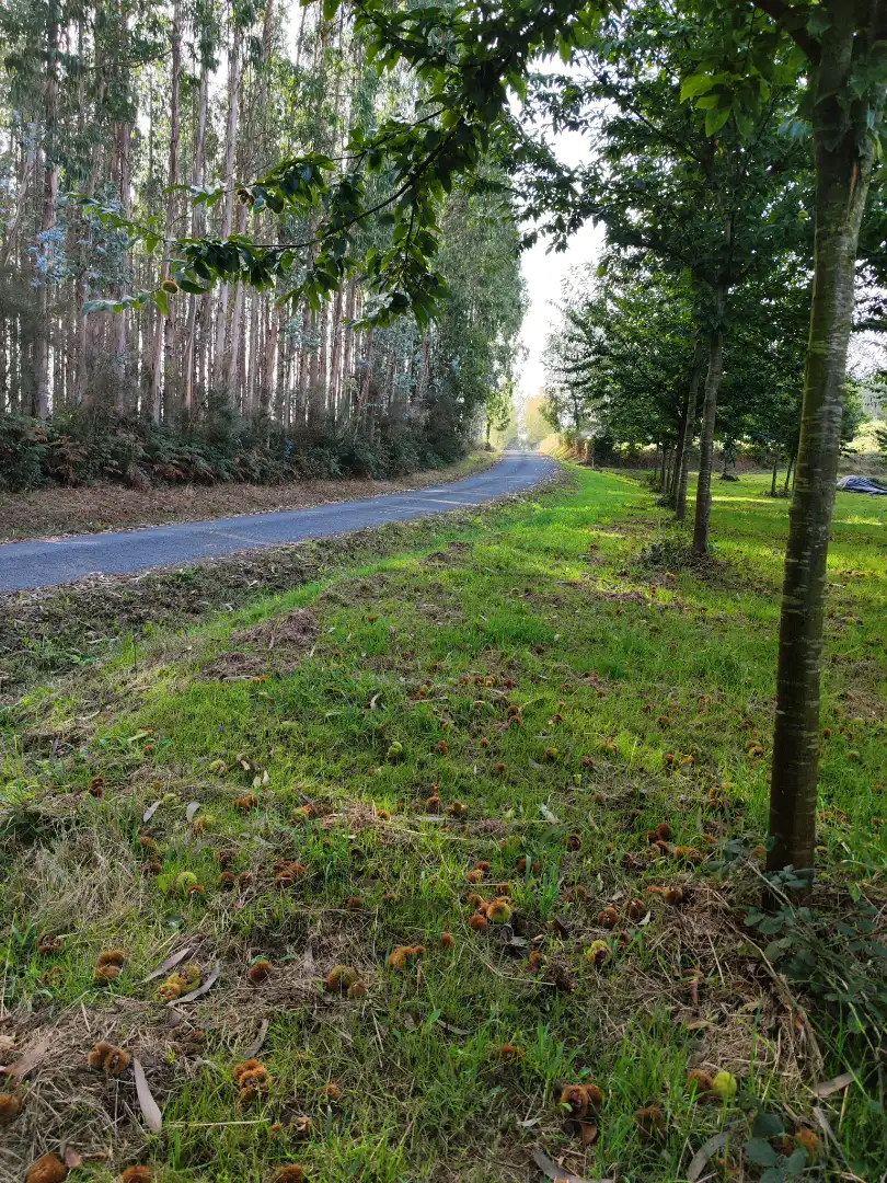 Land for sale in Dumbría
