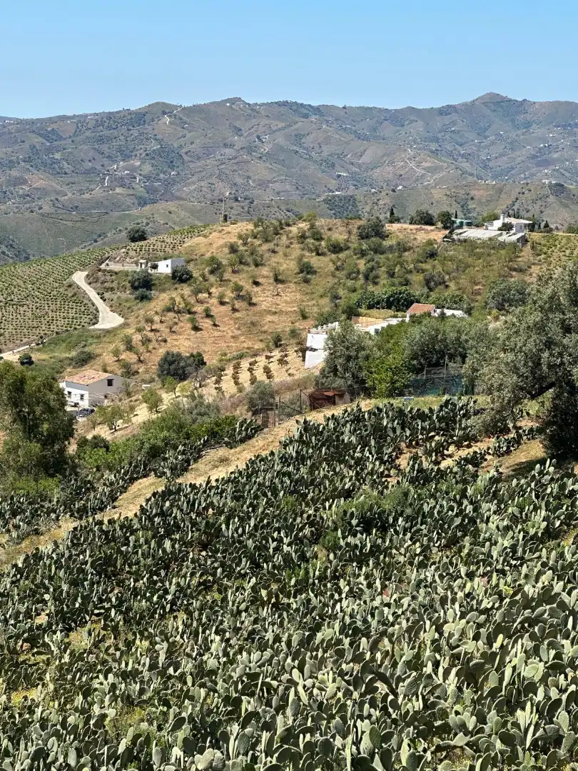 Terreni e lotti in vendita a Vélez-Málaga ciudad, imagen 8