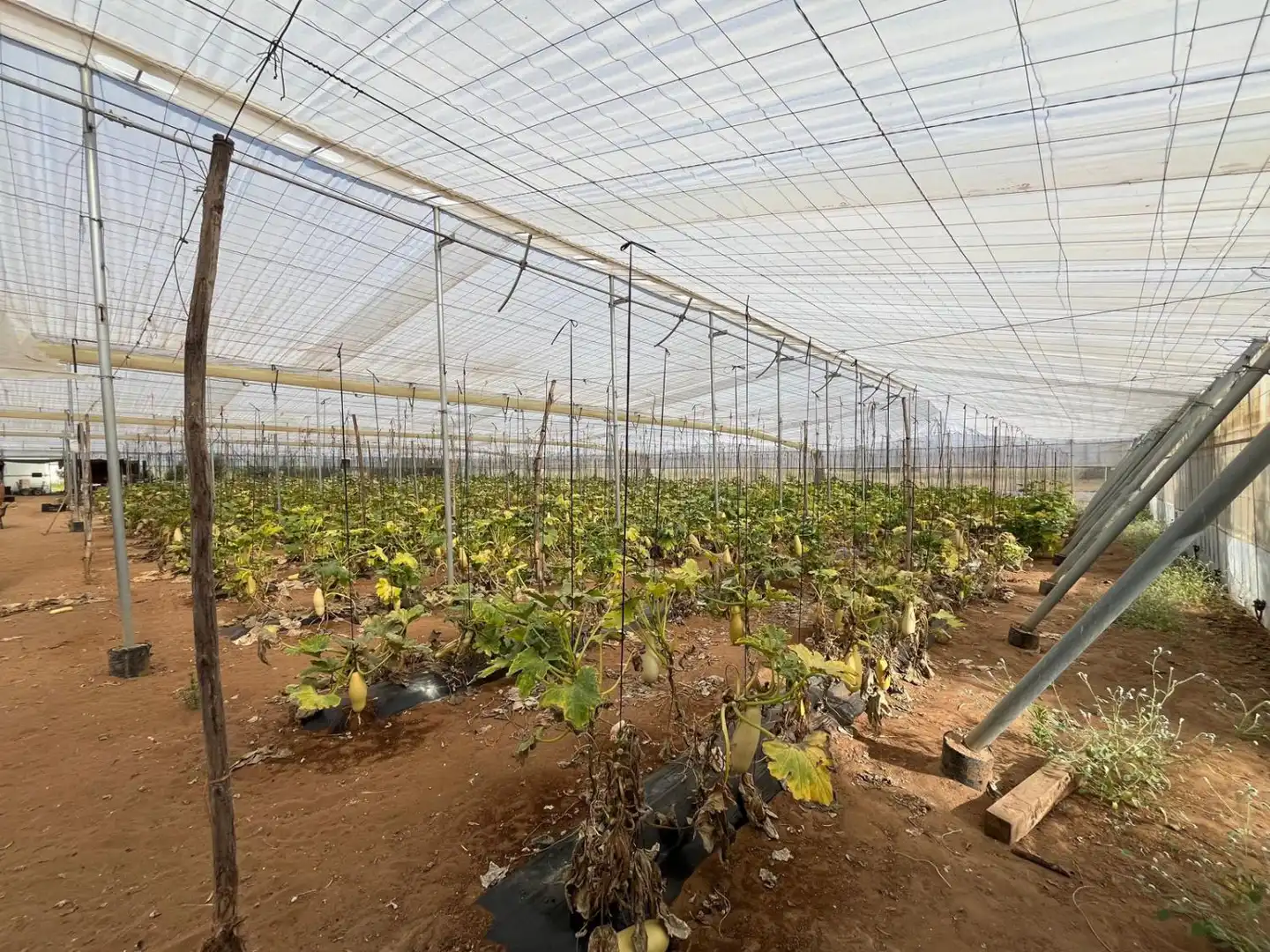 Jardín de Finca rústica en venta en Utrera