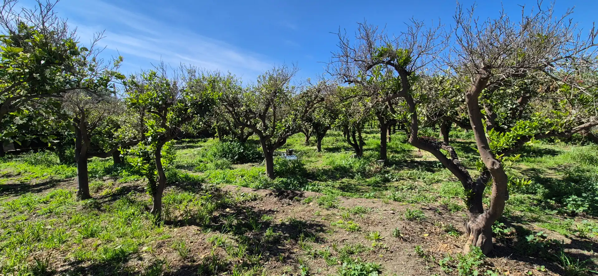 Finca rústica en venda en Benahadux