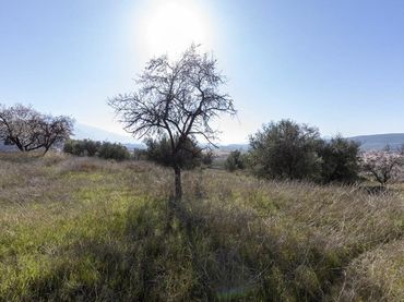 Terrenys i solars en venda a Padul