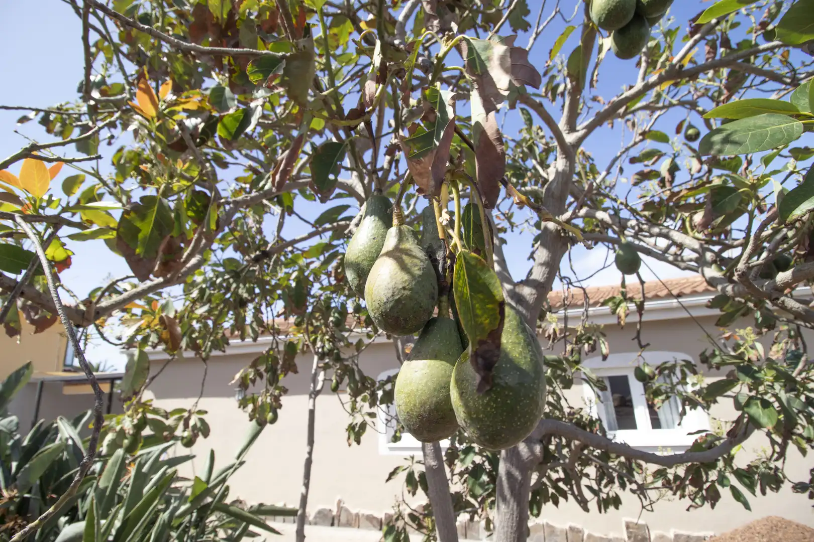 Garden of Houses for rent in Tacoronte  with Air Conditioner, Private garden and Terrace