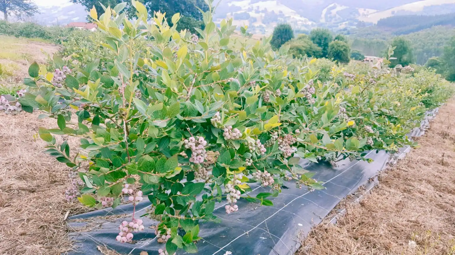 Terreni e lotti in vendita a Rasillo - RASILLO