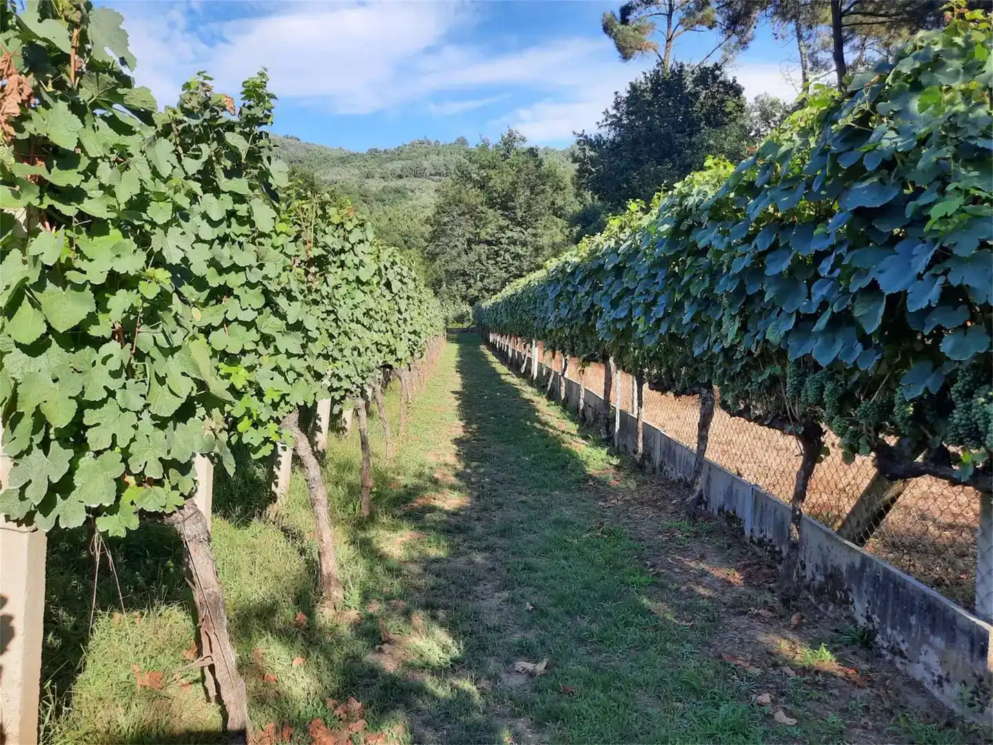 Jardí de Finca rústica en venda en Leiro amb Piscina i Balcó