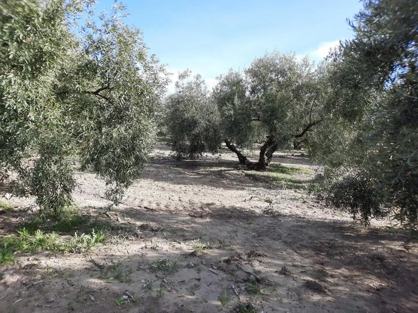 Rural land for sale in Poleares