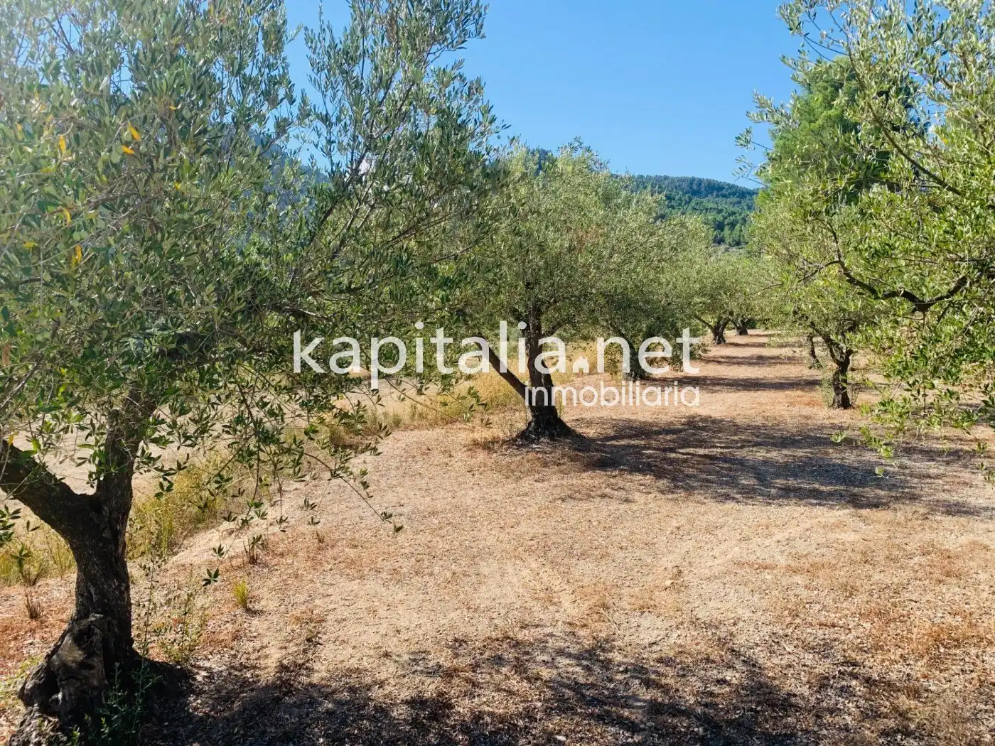 Terreno residencial en venta en Alfafara, imagen 11