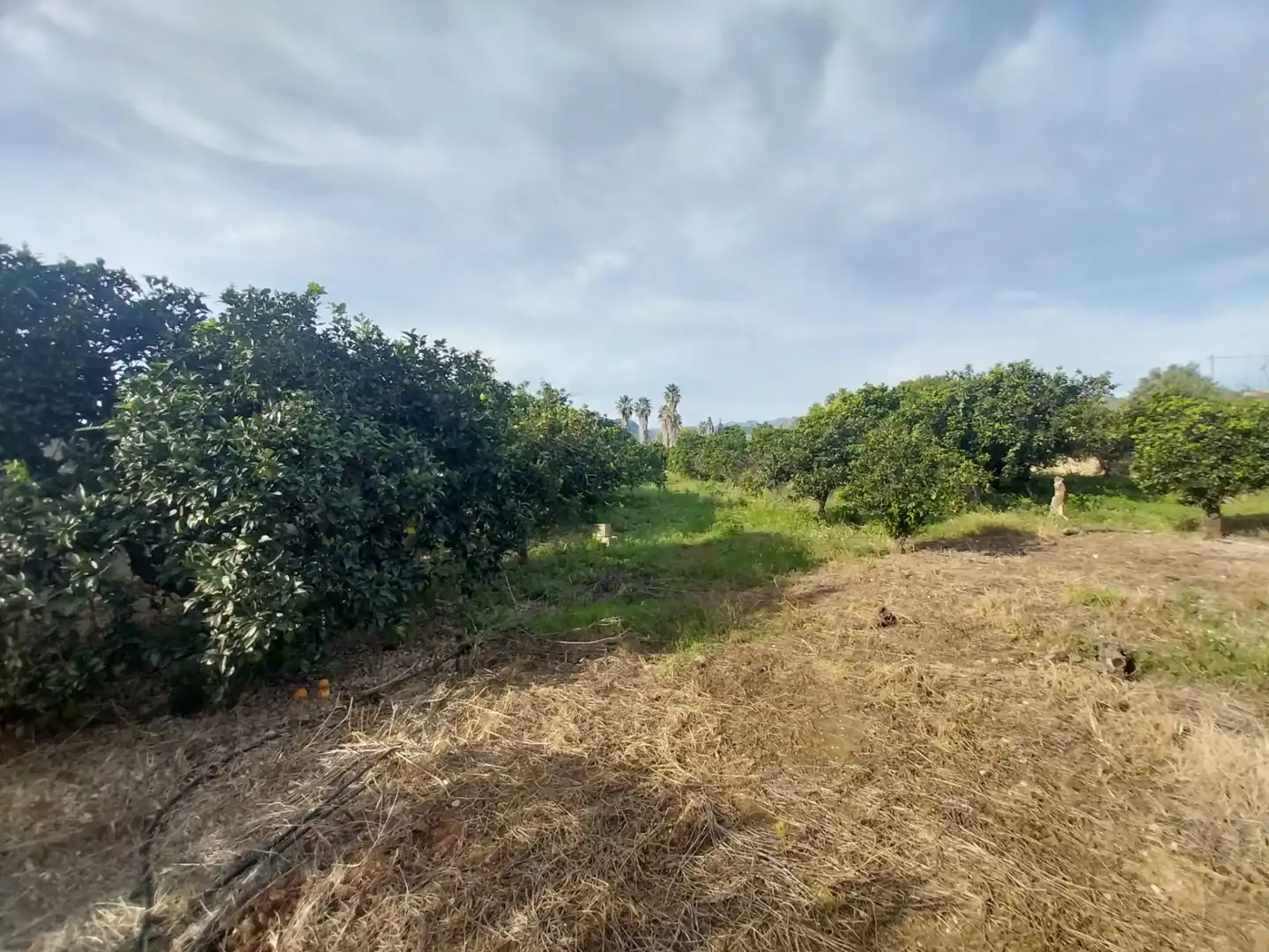 Terreny rústic en venda a Camí Pont de Montaner, imagen 11