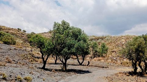 SE VENDE TERRENO DE 24.000 M2, immagine 3