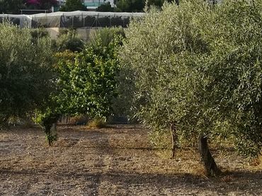 Terreno rustico in vendita a Calle Engarpe 46D