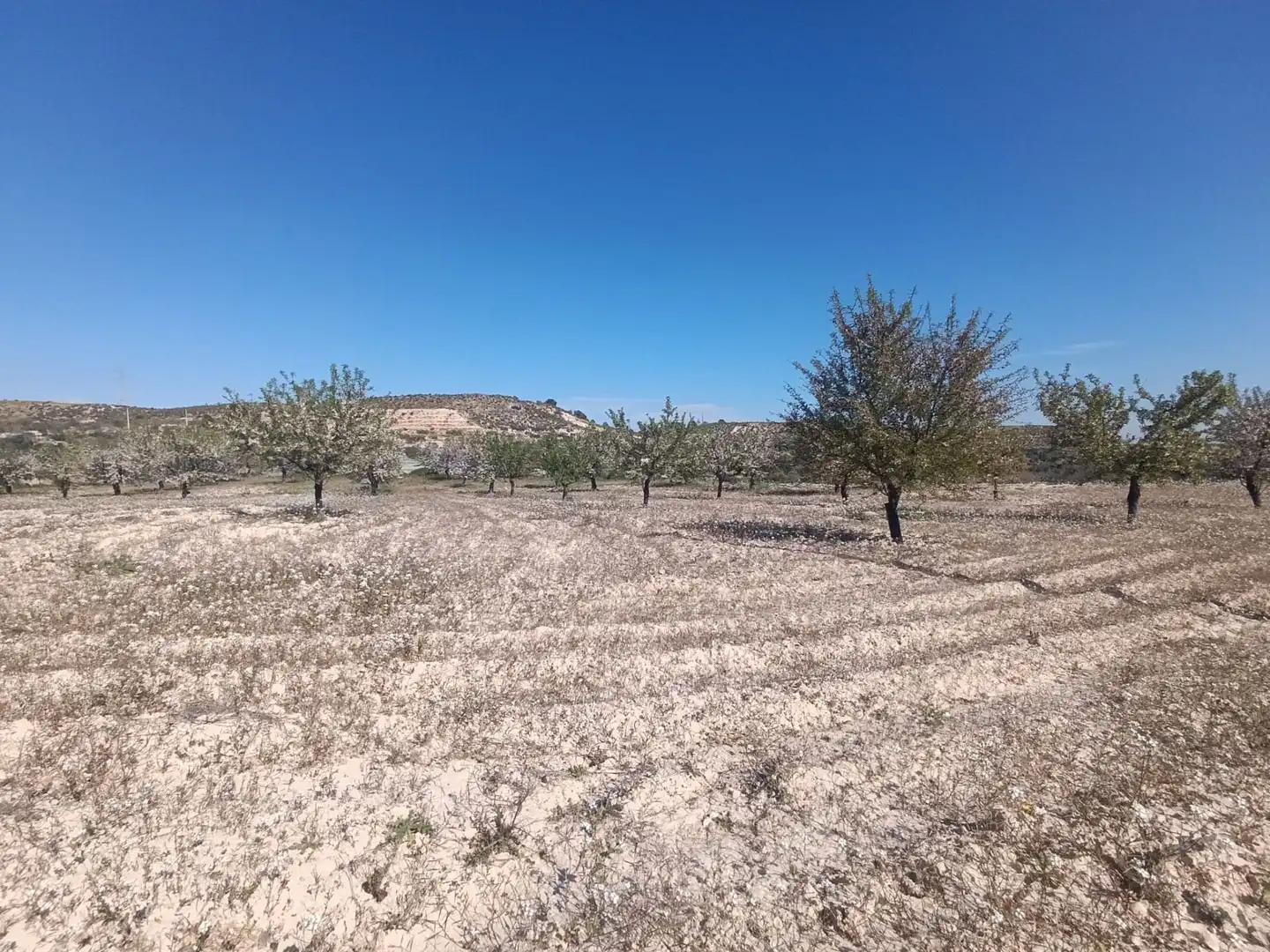 Terrenos y solares en venta en Pedanías Oeste, imagen 4