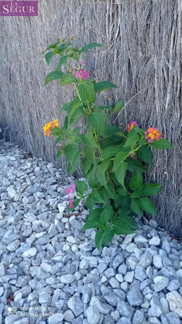 Jardí de Finca rústica en venda en Vejer de la Frontera amb Aire condicionat, Jardí privat i Terrassa