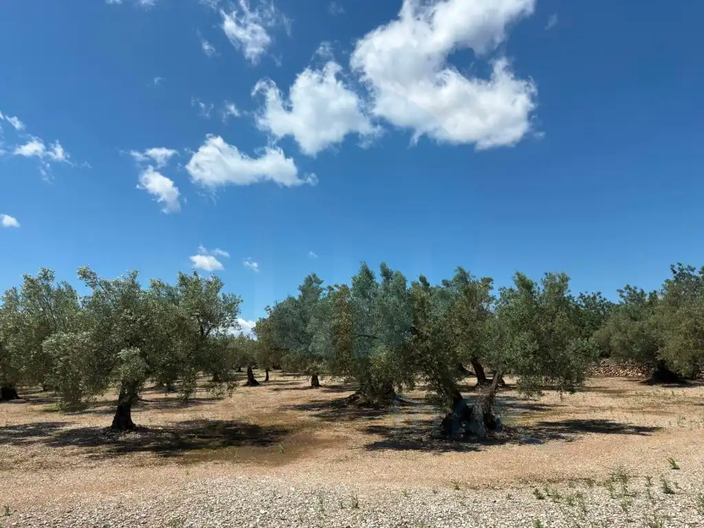 Finca rústica en venda en Mas de Barberans