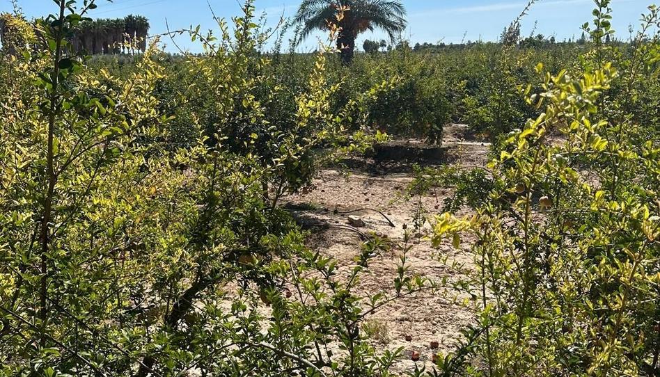 Foto 1 de Terreno en venta en La Algoda - Matola - Llano de San José, Alicante