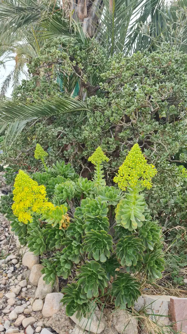 Jardí de Casa o xalet en venda en Elche / Elx amb Jardí privat, Traster i Moblat