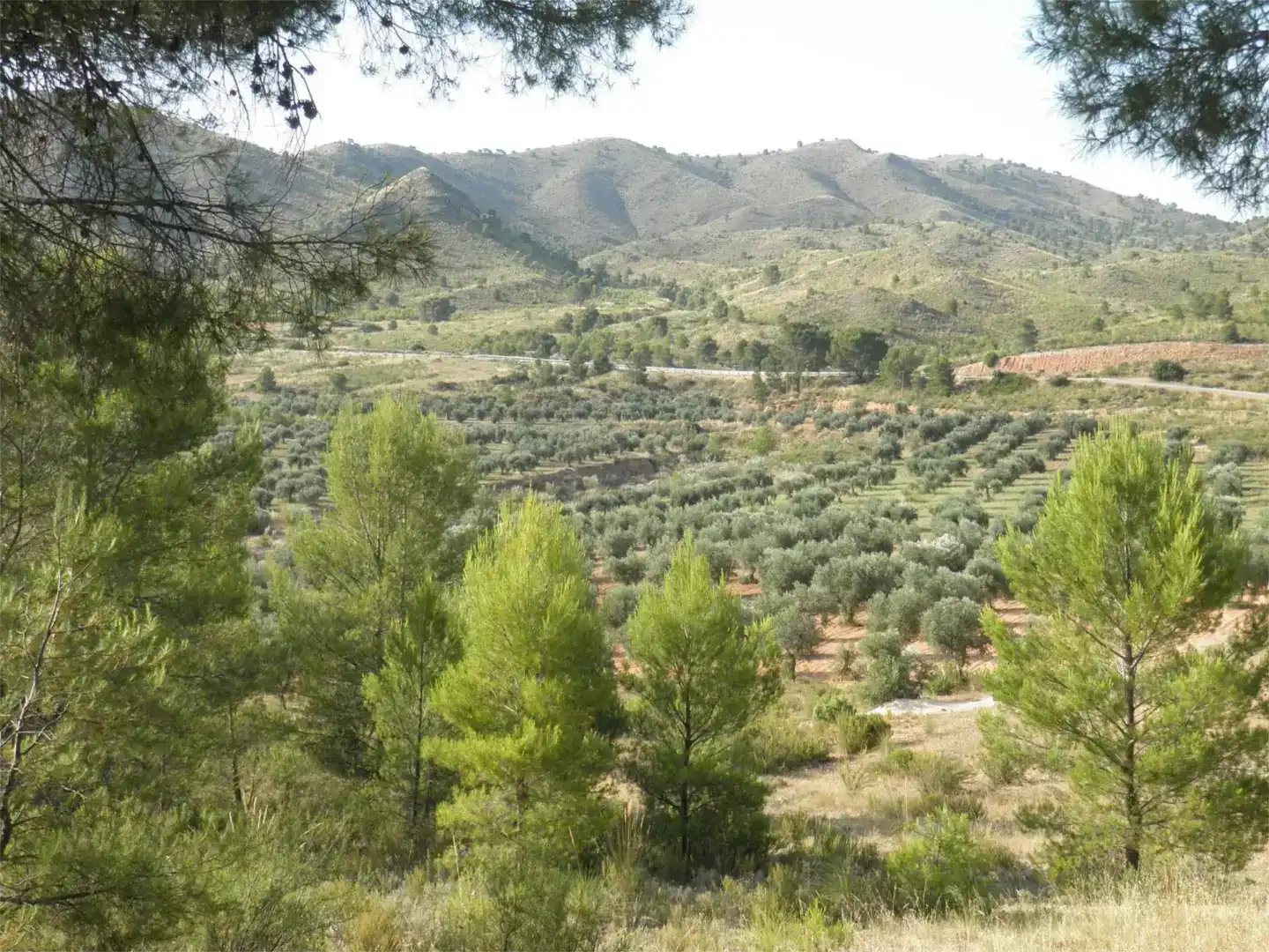 Terreno en venta en Liétor