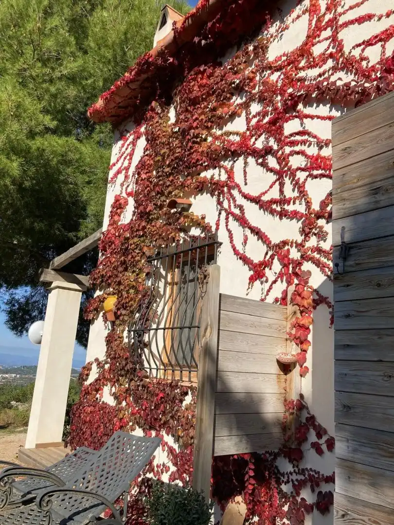 Vista exterior de Finca rústica en venta en Freginals con Terraza y Trastero