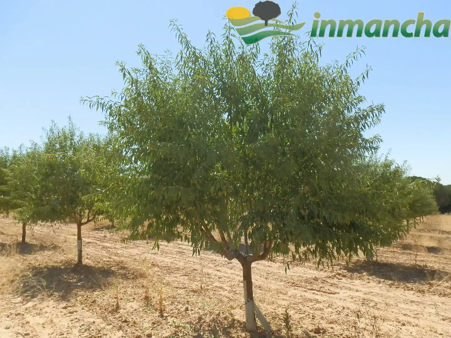 Rural land for sale in La Roda, imagen 22