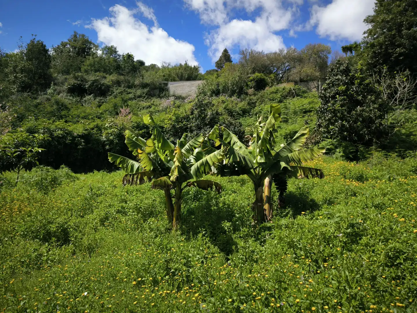Finca rústica en venta en Moya (Las Palmas)