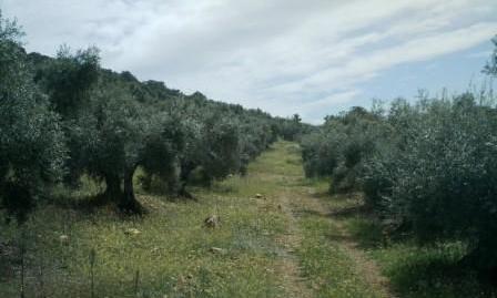 Photo 4 of Residential for sale in Villaharta, Córdoba