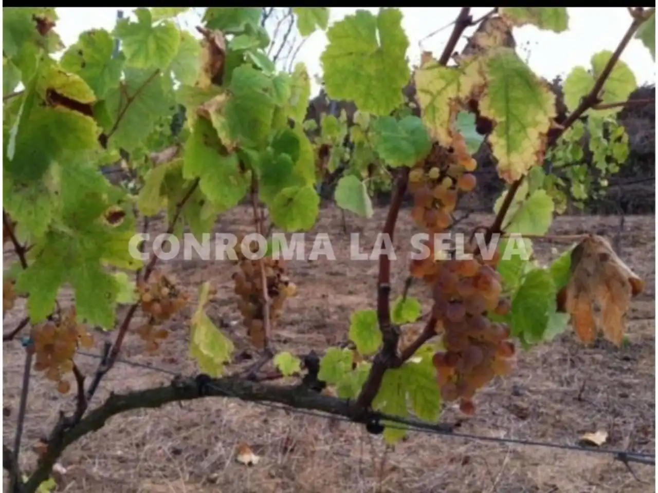 Terreno rustico in vendita a Mas Mora - Sant Daniel, imagen 3
